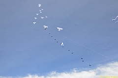 Venice kite festival_0131